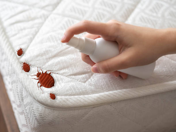 Best Spider Control Near Me  in Port Clinton, OH