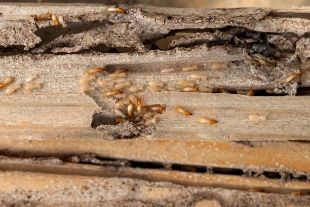 Best Best Pest Control Companies  in Port Clinton, OH