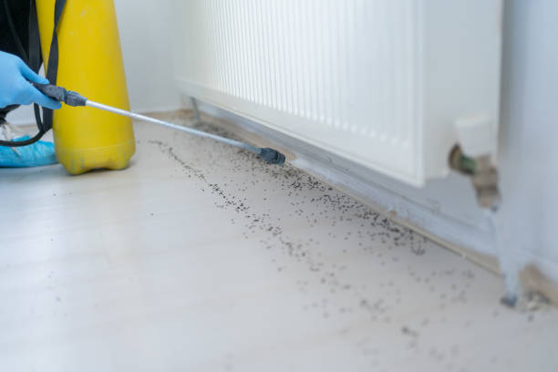 Best Wasp Removal Services  in Port Clinton, OH